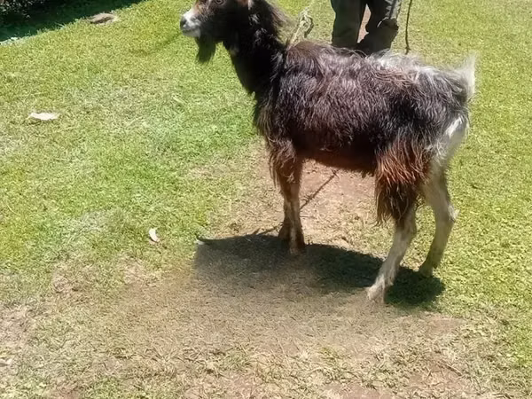 Արու այծ, Alpine goat — Քենիա