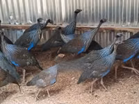 Guinea fowl — foto 1