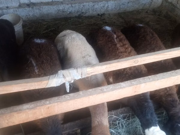 Ram, Sheep — Uzbekistan