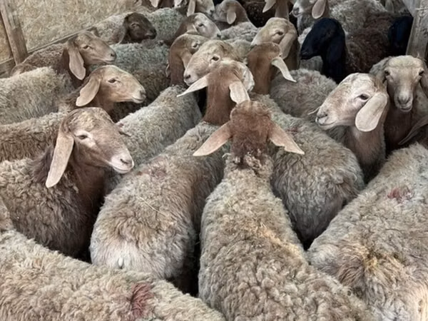 Ido, Sheep — Kirgistaan