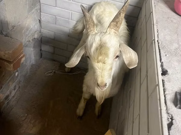Goat, Goats
