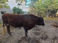 Toro, Bovini — foto 1