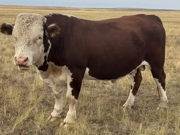 ወንድ በሬ, Kazakh White-headed cow