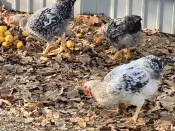 Chickens