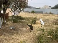 Chickens — photo 3