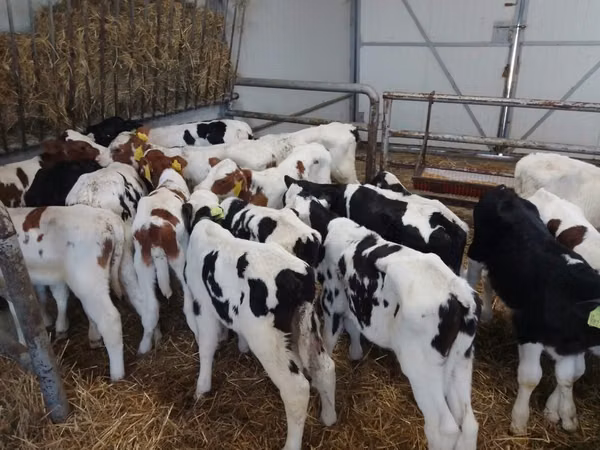 सांड, Russian Black pied cattle — पोलैंड