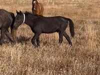 اسب نر, Kazakh horse — عکس 1