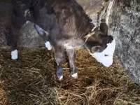 گاو نر, Simmental cattle — عکس 3