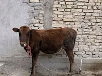 Cow, Cattle — photo 3
