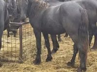 Mare, Friesian — photo 1