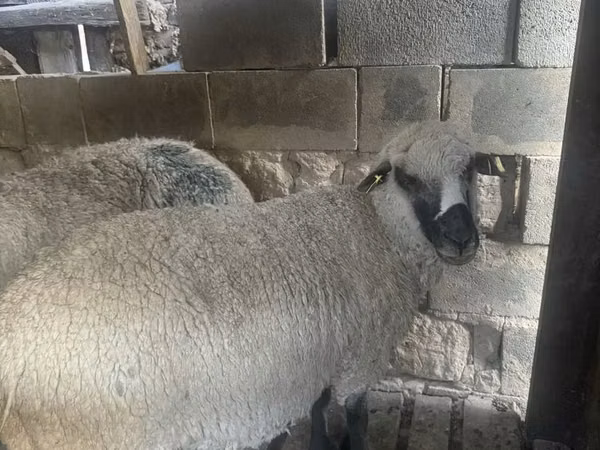 Ram, Sheep — Kazakhstan