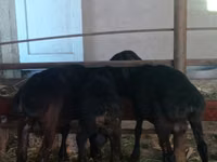 Kambing jantan, Sheep — foto 2