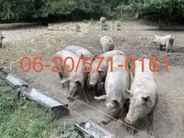 Säue, Schweine