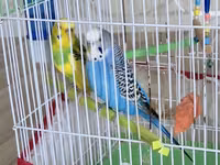 1 disi 1 erkek, qefes + su qabi yemek qabi+ yemi — φωτογραφία 1