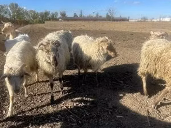Vædder, Merino sheep