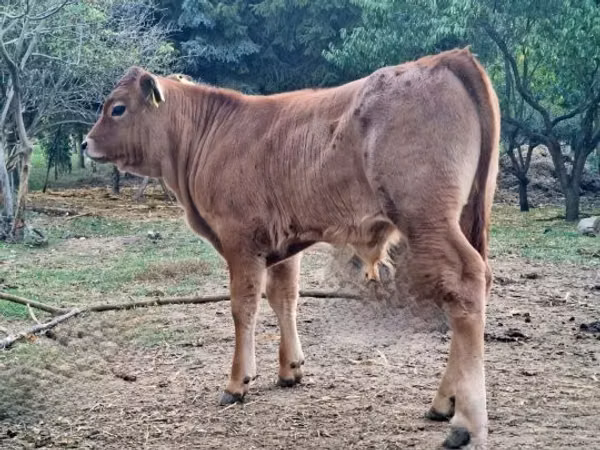 Toro, Vaca Limousin