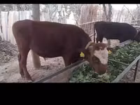 公牛, Cattle — 照片 2
