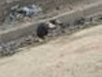 Turkeys — photo 8