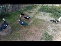 Ducks — عکس 1