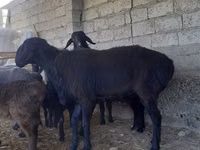 Ram, Sheep — photo 5