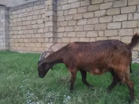 Ямаа, Alpine goat — 1 зураг