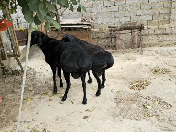 Ram, Sheep — Uzbekistan