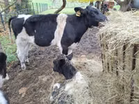 Lembu ternakan (lot, jantina tidak dinyatakan), Cattle — foto 7