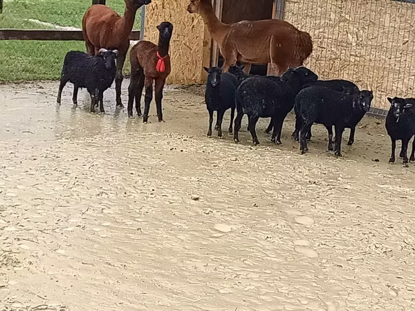 Ram, Sheep — Moldova