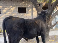 گاو نر, گاو — عکس 1