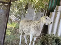 Ram, Sheep — photo 1