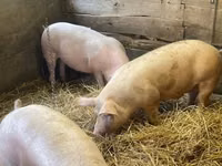 Cinghiale — foto 1
