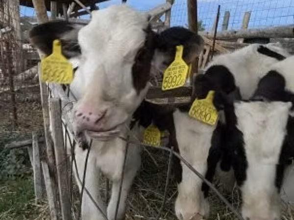 Bull, Russian Black pied cattle — Hungary