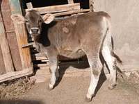 Гов, Swiss cattle — акс 2