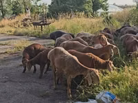 Ovan, Arashan sheep — fotografija 4