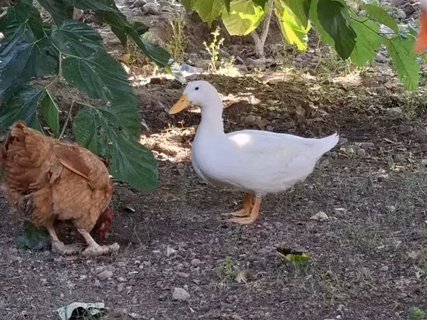 Ducks — Armeeniya