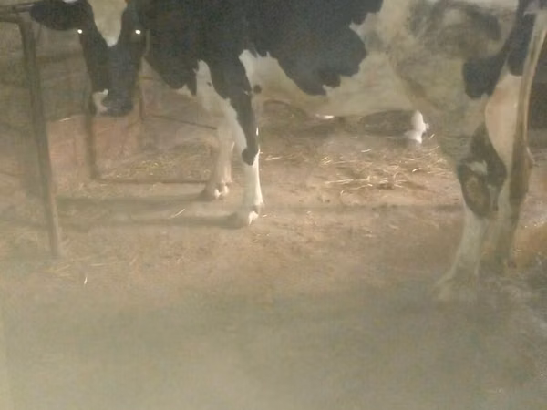 Гов, Russian Black pied cattle — Озарбойҷон