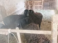 Kambing jantan, Sheep — foto 1