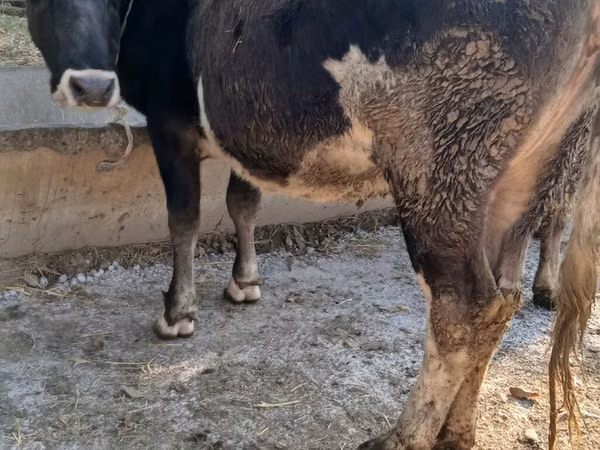 Cow, Alatau breed