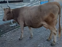 Krava, Alatau plemeno — foto 2