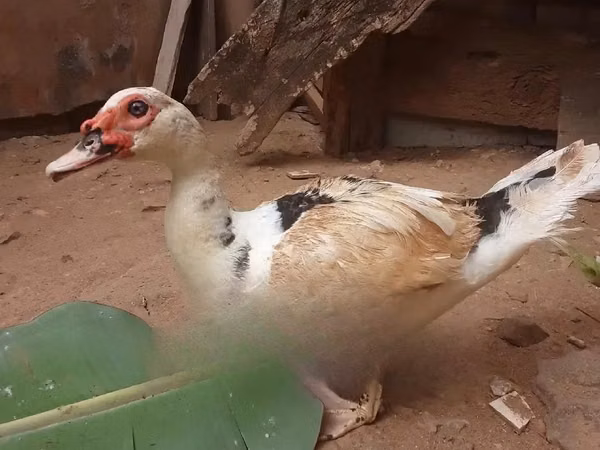 rață domestică Muscovy — Ghana