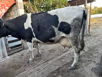 Cow, Russian Black pied cattle — photo 2