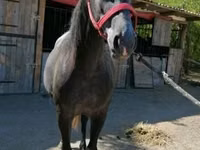 Mare, Horses — photo 4