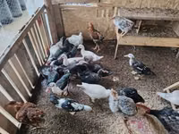 Evcil Misk ördeği — foto 4