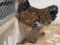 Chickens — ছবি 2