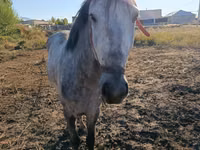 Ձի, Thoroughbred horse — լուսանկար 2