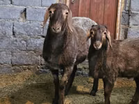 암양, Arashan sheep — 사진 2