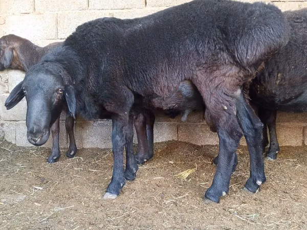 Ram, Sheep — Uzbekistan