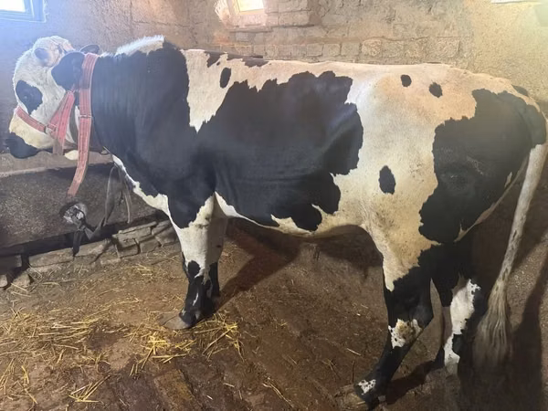 Býk, Russian Black pied cattle