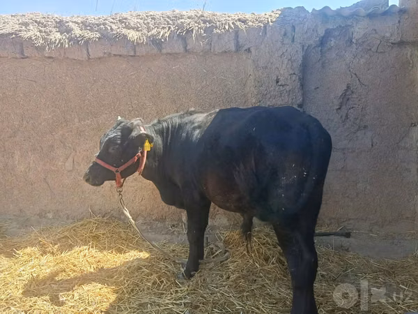 Bull, Cattle — Uzbekistan