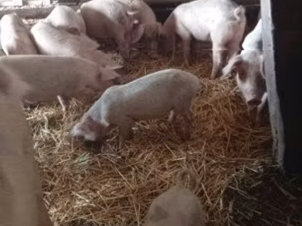 Krmača, 